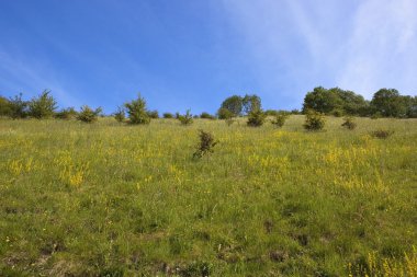 Hillside pasture clipart