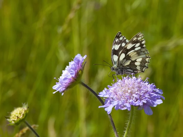 Marmorierter weißer Schmetterling — Stockfoto