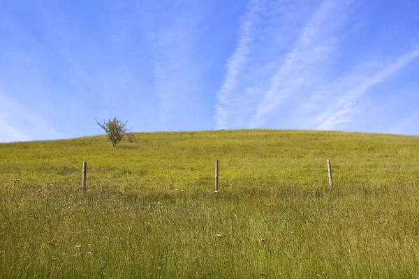 Yaz saman meadows — Stok fotoğraf