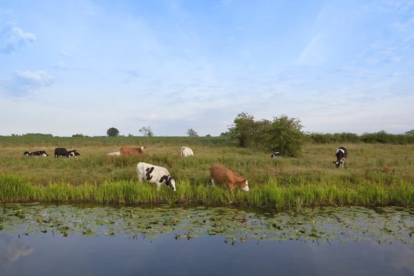 Contented cows — Stock Photo, Image