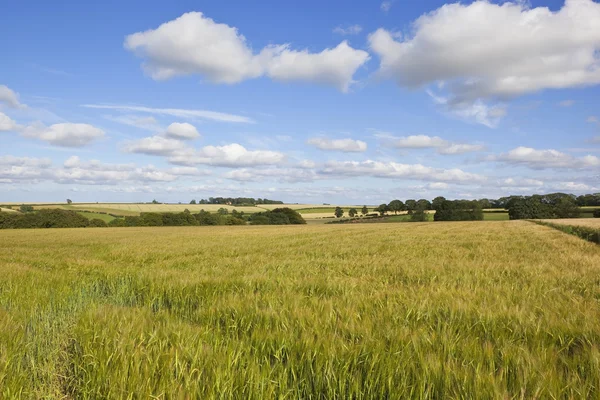 영국 시골 — 스톡 사진