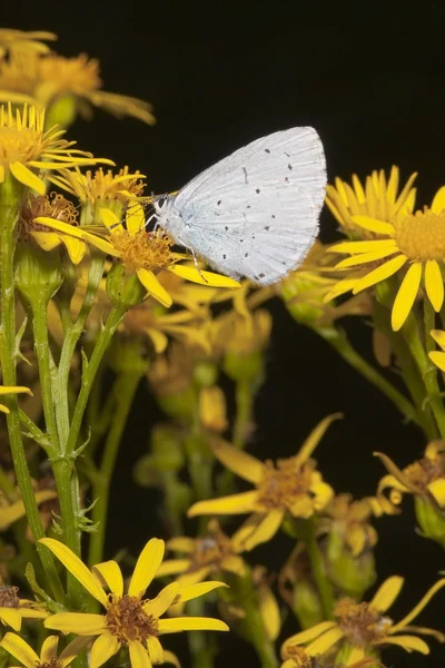 Mariposa azul acebo —  Fotos de Stock
