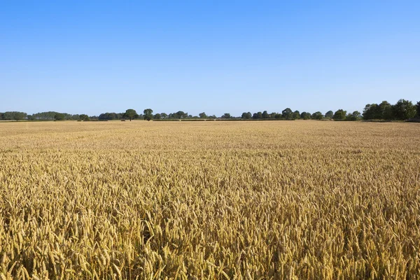 Golden wheat under blue sky — Stock Photo, Image