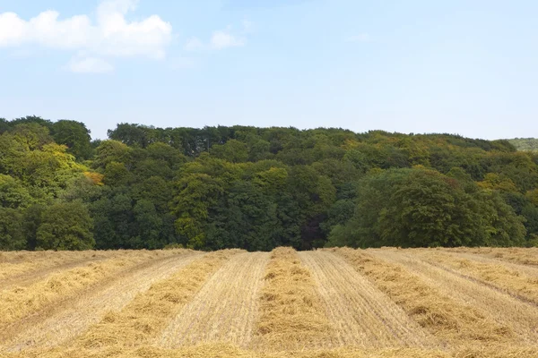 収穫の背景 — ストック写真