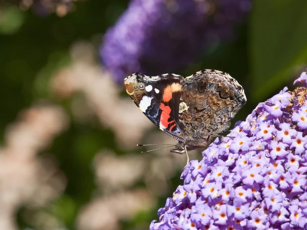 Red admiral butterfly — Stock Photo, Image