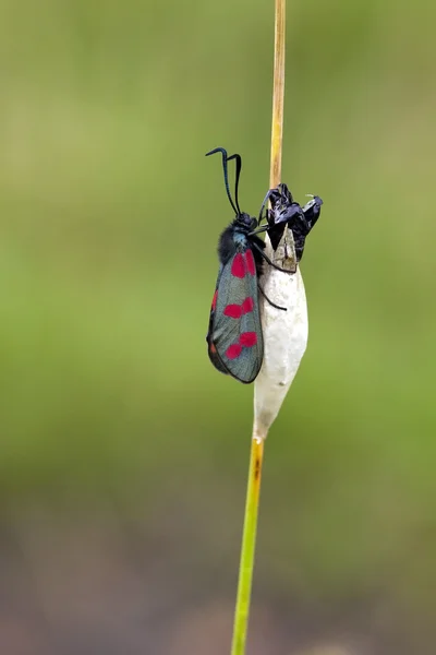 Six spot burnet moth — Stock Photo, Image