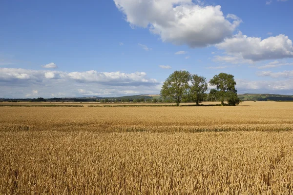 黄金の小麦畑 — ストック写真