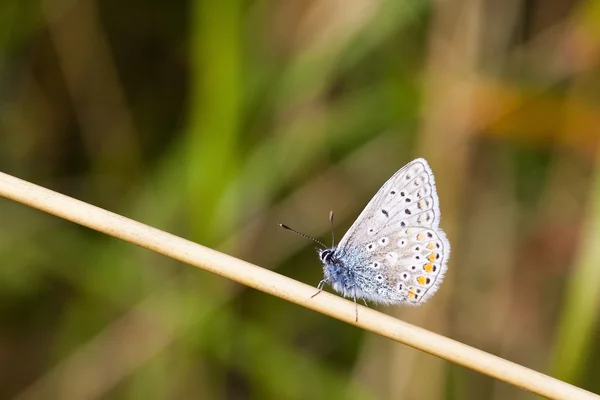 Mariposa azul común —  Fotos de Stock