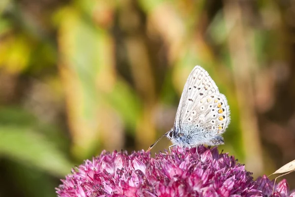 Поширений синій метелик 2 — стокове фото