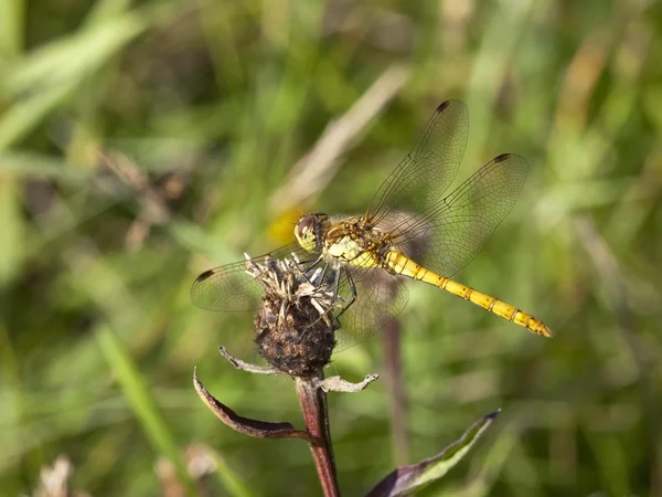 Gold ringed dragonfly — Stock Photo, Image