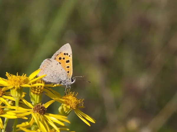 Malý Měděný motýl — Stock fotografie