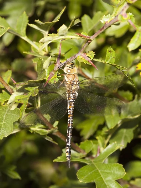 Female aeshna juncea dragonfly — Stock Photo, Image