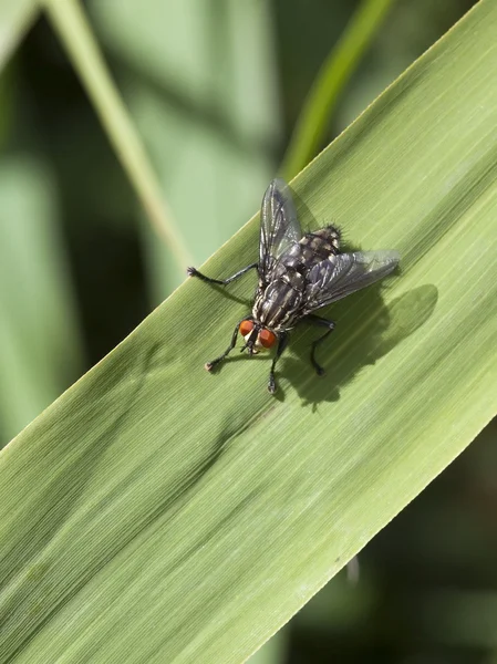 Плотские мухи — стоковое фото