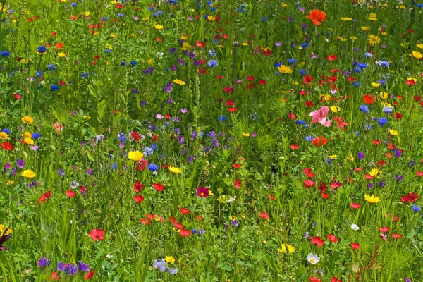 stock image Wild flower meadow