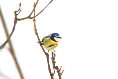 Parus caeruleus clipart