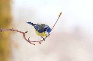 Parus caeruleus