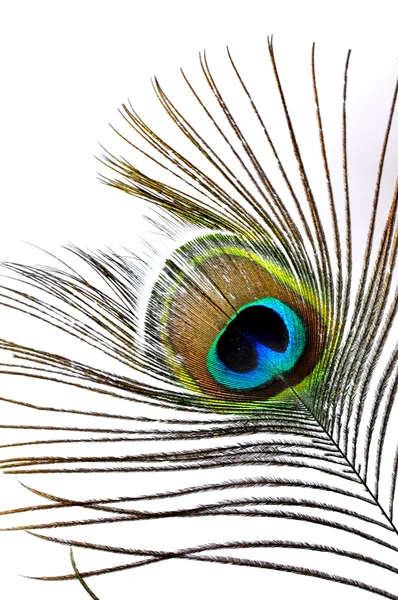 Φτερά Peacock Εικόνα Αρχείου