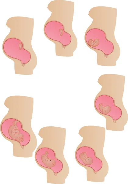 Stadi di illustrazione di sviluppo di un germe in un utero di madre — Vettoriale Stock