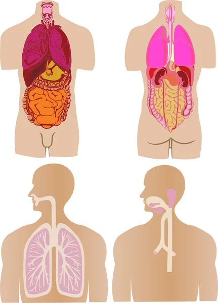 ベクトルを設定、胃、腸の人の肝臓 — ストックベクタ