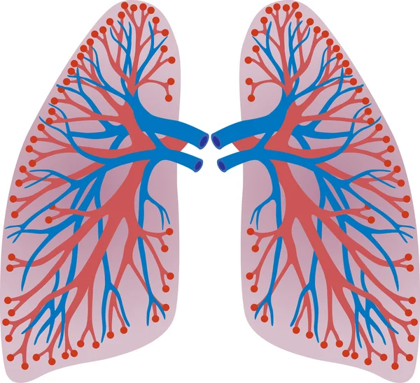 Kişinin akciğer — Stok Vektör