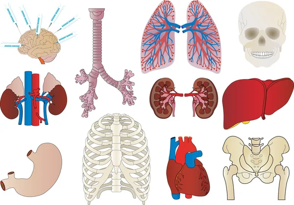 Vettore una serie di un interno della persona di un rene, un fegato , — Vettoriale Stock
