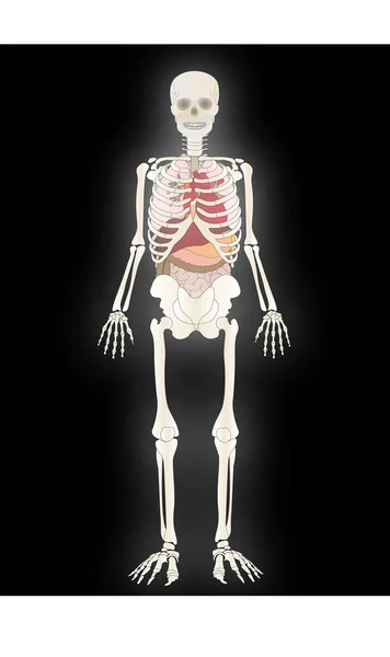 Vector the Skeleton of the person with an internal — Stock Vector