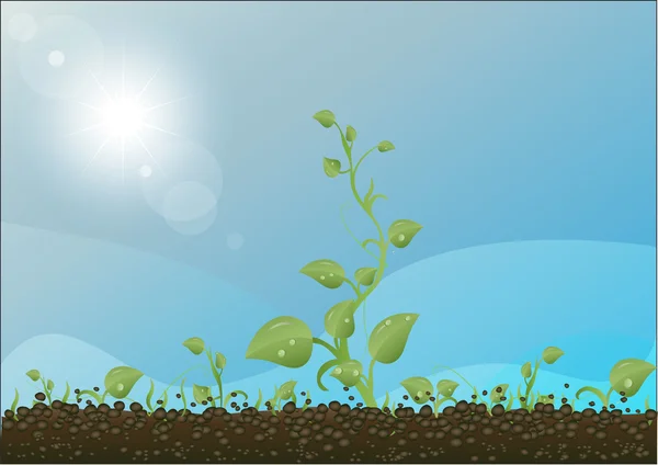 Toprak, gökyüzü ve güneş karşı yeşil lahanası — Stok Vektör