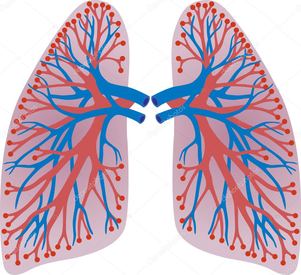 Lungs of the person