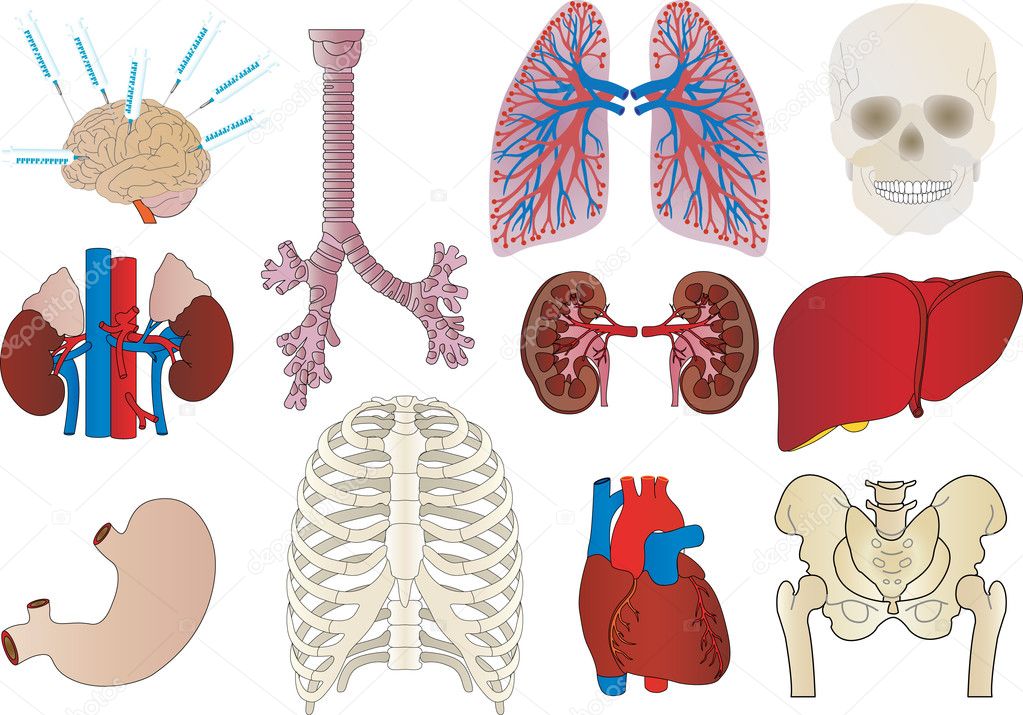 Vector a set of an internal of the person of a kidney, a liver,