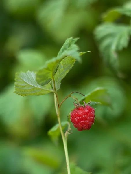 stock image Red raspberry