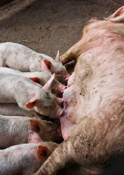 stock image Sow feeding the pigs