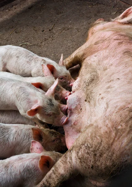 Svině krmit prasata — Stock fotografie