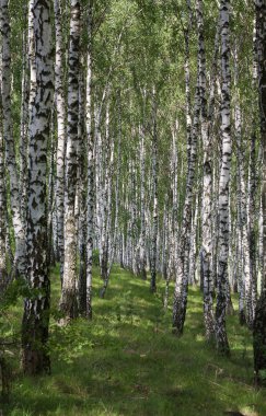 Fotoğraf peyzaj birchwood yaz