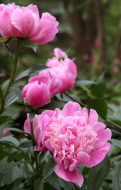 Bahçe içinde güzel pembe peonies