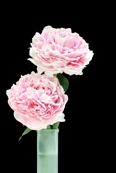 Zwei schöne rosa Pfingstrosen in einer Vase. — Stockfoto