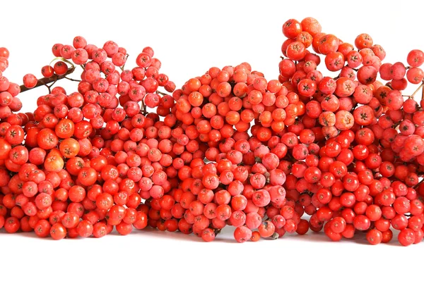 Natürliche Rote Eberesche — Stockfoto