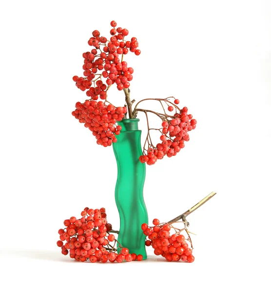 stock image Still life with red natural rowan on a white background