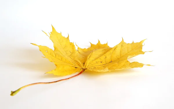 Autumn maple leaf on white background — Stock Photo, Image