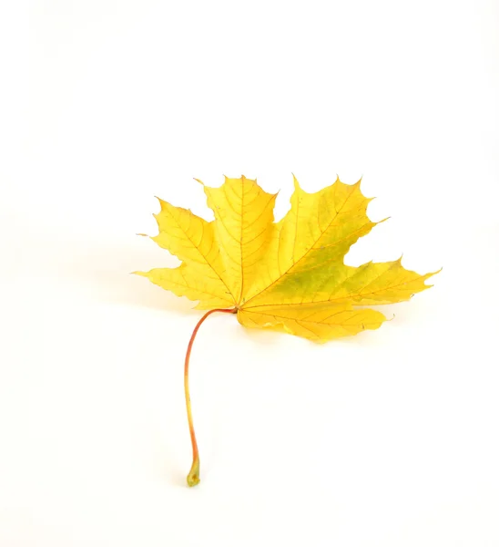 Autumn maple leaf on white background — Stock Photo, Image