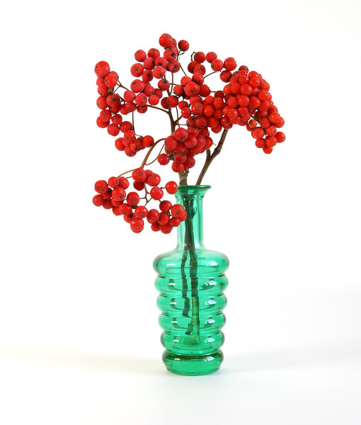 Still life with red natural rowan on a white background