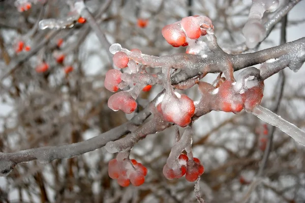 Frutas congeladas vermelho rowan gelo closeup — Fotografia de Stock