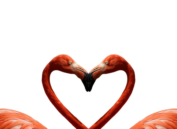 Postkarte Valentinstag mit rosa Flamingos — Stockfoto