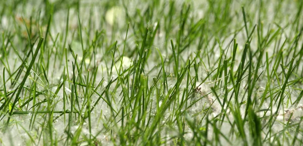 Spring and allergy-background of green grass in the poplar fluff — Stock Photo, Image