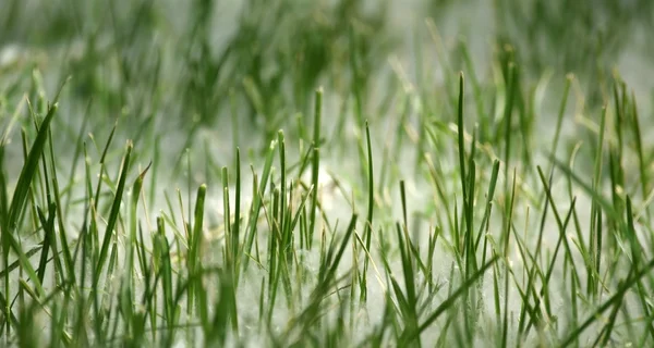 Jaro a alergie pozadí zelené trávy v topolů chmýří — Stock fotografie