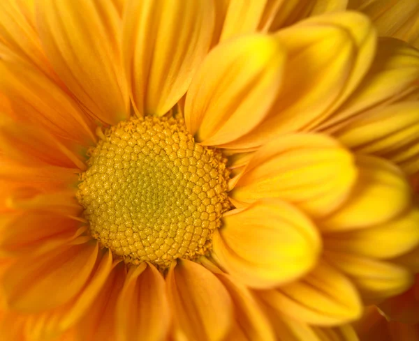 Orange Chrysanthemum — Stock Photo, Image