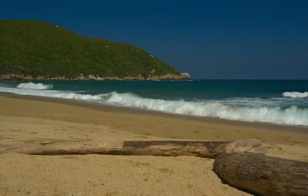Logs on Caribbean Beach — Stock Photo, Image