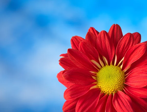 Red Chrysanthemum — Stock Photo, Image