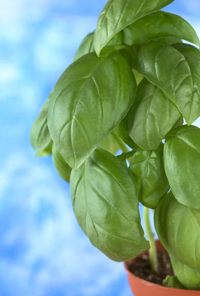 Zoete basilicum in plant pot — Stockfoto