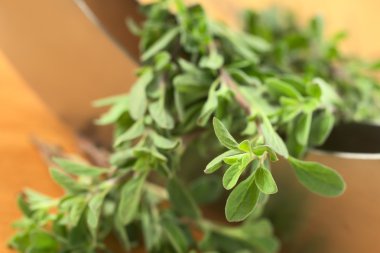 Marjoram with Mezzaluna clipart