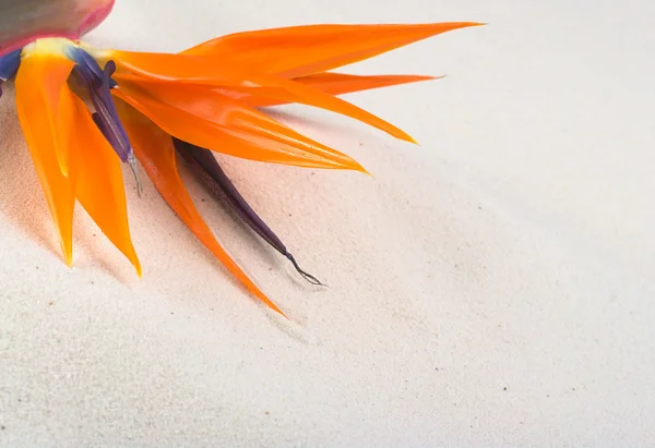 Rajka květina na písku — Stock fotografie